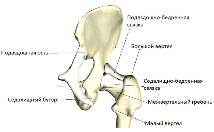 Вертел тазобедренной кости