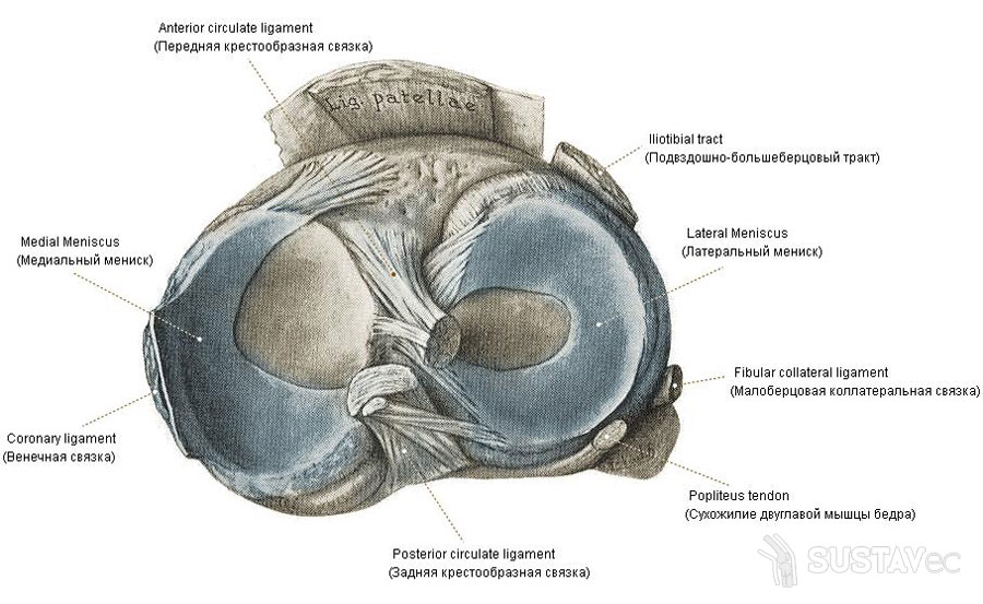 a térd femoropatellaris artrózisa 2 fok a térd akut szupraratív ízületi gyulladása