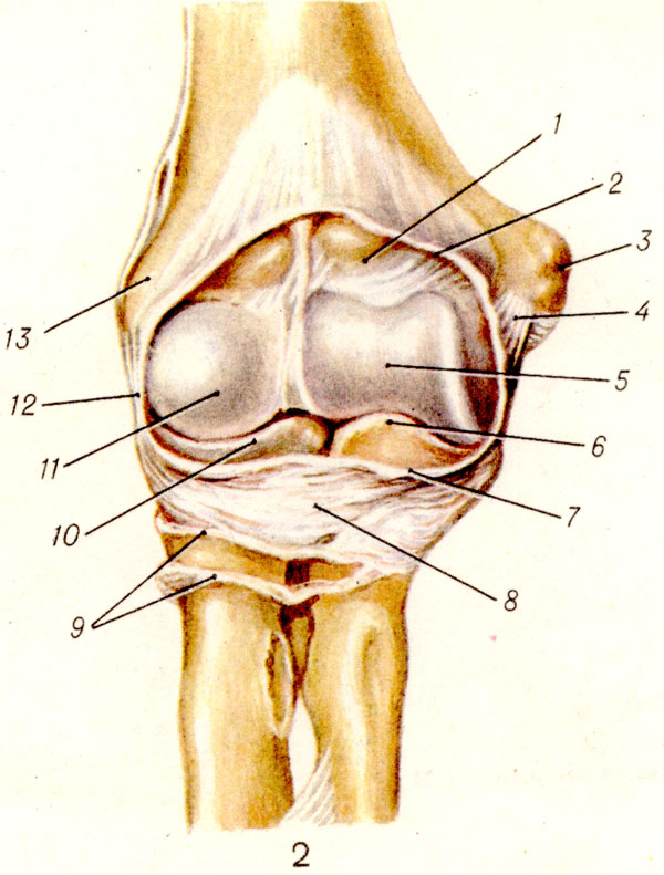Анатомия локтевых связок. Коллатеральная связка локтевого сустава. Надмыщелок локтевого сустава анатомия. Лучелоктевой сустав анатомия. Локтевой сустав анатомия кость.
