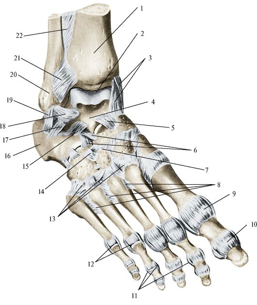 Голеностопный сустав образуют. Кости голеностопного сустава анатомия. Ладьевидная кость голеностопного сустава. Голеностопный сустав анатомия строение кости. Дельтовидная связка голеностопного сустава анатомия.